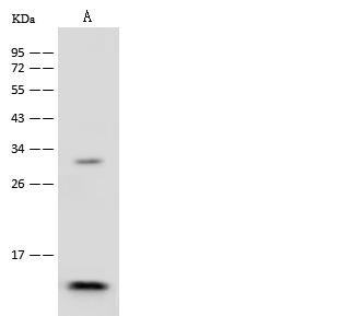 HIST1H4A Antibody - Anti-HIST1H4A rabbit polyclonal antibody at 1:500 dilution. Lane A: HL60 Whole Cell Lysate. Lysates/proteins at 30 ug per lane. Secondary: Goat Anti-Rabbit IgG (H+L)/HRP at 1/10000 dilution. Developed using the ECL technique. Performed under reducing conditions. Predicted band size: 11 kDa. Observed band size: 11 kDa.