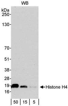 HIST1H4I Antibody - Detection of Human Histone H4 by Western Blot. Samples: Histone extract (5, 15 and 50 ug) from HeLa cells. Antibody: Affinity purified rabbit anti-Histone H4 Antibody. Detection: Chemiluminescence with an exposure time of 30 seconds.