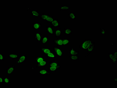 HIST1H4I Antibody - Immunofluorescent analysis of Hela cells at a dilution of 1:100 and Alexa Fluor 488-congugated AffiniPure Goat Anti-Rabbit IgG(H+L)
