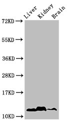 HIST1H4I Antibody - Positive Western Blot detected in Mouse liver tissue, Mouse kideny tissue, Mouse brain tissue. All lanes: HIST1H4A antibody at 1 µg/ml Secondary Goat polyclonal to rabbit IgG at 1/50000 dilution. Predicted band size: 12 KDa. Observed band size: 12 KDa