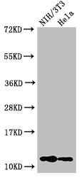 HIST1H4I Antibody - Positive Western Blot detected in NIH/3T3 cell acid extracts, Hela cell acid extracts. All lanes: HIST1H4A antibody at 1 µg/ml Secondary Goat polyclonal to rabbit IgG at 1/50000 dilution. Predicted band size: 12 KDa. Observed band size: 12 KDa