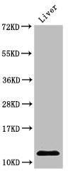 HIST1H4I Antibody - Positive Western Blot detected in Rat liver tissue. All lanes: HIST1H4A antibody at 2 µg/ml Secondary Goat polyclonal to rabbit IgG at 1/50000 dilution. Predicted band size: 12 KDa. Observed band size: 12 KDa