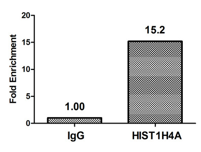 HIST1H4I Antibody - Chromatin Immunoprecipitation Hela(4*106) were treated with Micrococcal Nuclease, sonicated, and immunoprecipitated with 8ug anti-HIST1H4A or a control normal rabbit IgG. The resulting ChIP DNA was quantified using real-time PCR with primers against the Beta-Globin promoter.