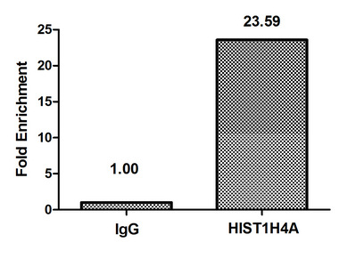 HIST1H4I Antibody - Chromatin Immunoprecipitation Hela(4*106) were treated with Micrococcal Nuclease, sonicated, and immunoprecipitated with 8ug anti-HIST1H4A or a control normal rabbit IgG. The resulting ChIP DNA was quantified using real-time PCR with primers against the Beta-Globin promoter.