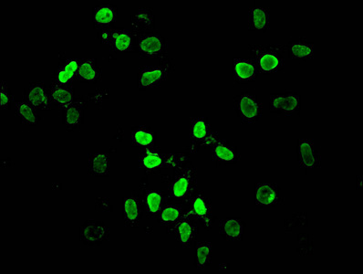 HIST1H4I Antibody - Immunofluorescent analysis of Hela cells at a dilution of 1:100 and Alexa Fluor 488-congugated AffiniPure Goat Anti-Rabbit IgG(H+L)