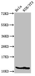 HIST1H4I Antibody - Positive Western Blot detected in Hela cell acid extracts, NIH/3T3 cell acid extracts. All lanes: HIST1H4A antibody at 2 µg/ml Secondary Goat polyclonal to rabbit IgG at 1/50000 dilution. Predicted band size: 12 KDa. Observed band size: 12 KDa