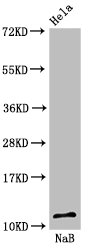 HIST1H4I Antibody - Positive Western Blot detected in Hela cell acid extracts treated by 15mM NaB for 60min. All lanes: HIST1H4A antibody at 1.6 µg/ml Secondary Goat polyclonal to rabbit IgG at 1/50000 dilution. Predicted band size: 12 KDa. Observed band size: 12 KDa
