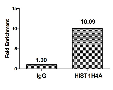 HIST1H4I Antibody - Chromatin Immunoprecipitation Hela (4*10E6, treated with 30mM sodium butyrate for 4h) were treated with Micrococcal Nuclease, sonicated, and immunoprecipitated with 8µg anti-HIST1H4A (Acetyl-HIST1H4A (K16) Antibody) or a control normal rabbit IgG. The resulting ChIP DNA was quantified using real-time PCR with primers against the ß-Globin promoter.