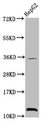 HIST1H4I Antibody - Positive Western Blot detected in HepG2 whole cell lysate. All lanes: HIST1H4A antibody at 0.8 µg/ml Secondary Goat polyclonal to rabbit IgG at 1/50000 dilution. Predicted band size: 12 KDa. Observed band size: 12 KDa