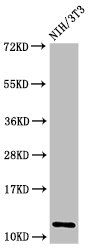 HIST1H4I Antibody - Positive Western Blot detected in NIH/3T3 cell acid extracts. All lanes: HIST1H4A antibody at 0.8 µg/ml Secondary Goat polyclonal to rabbit IgG at 1/50000 dilution. Predicted band size: 12 KDa. Observed band size: 12 KDa