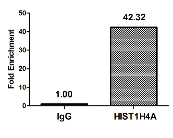 HIST1H4I Antibody - Chromatin Immunoprecipitation Hela (4*10E6) were treated with Micrococcal Nuclease, sonicated, and immunoprecipitated with 5µg anti-HIST1H4A (HIST1H4A (Ab-1) Antibody) or a control normal rabbit IgG. The resulting ChIP DNA was quantified using real-time PCR with primers against the ß-Globin promoter.