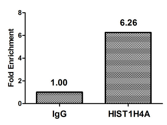 HIST1H4I Antibody - Chromatin Immunoprecipitation Hela (4*10E6) were treated with Micrococcal Nuclease, sonicated, and immunoprecipitated with 5µg anti-HIST1H4A (HIST1H4A (Ab-20) Antibody) or a control normal rabbit IgG. The resulting ChIP DNA was quantified using real-time PCR with primers against the ß-Globin promoter.