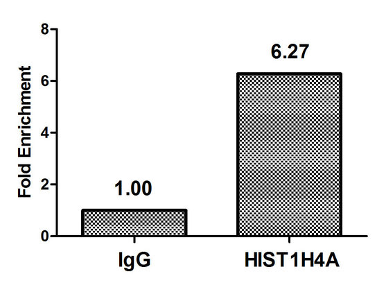 HIST1H4I Antibody - Chromatin Immunoprecipitation Hela(4*106) were treated with Micrococcal Nuclease, sonicated, and immunoprecipitated with 5ug anti-HIST1H4A or a control normal rabbit IgG. The resulting ChIP DNA was quantified using real-time PCR with primers against the Beta-Globin promoter.