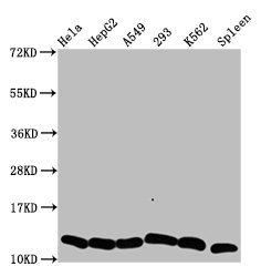 HIST1H4I Antibody - Positive Western Blot detected in Hela whole cell lysate, HepG2 whole cell lysate, A549 whole cell lysate, 293 whole cell lysate, K562 whole cell lysate, Rat spleen tissue. All lanes: HIST1H4A antibody at 0.6 µg/ml Secondary Goat polyclonal to rabbit IgG at 1/50000 dilution. Predicted band size: 12 KDa. Observed band size: 12 KDa