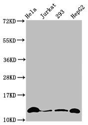 HIST1H4I Antibody - Positive Western Blot detected in Hela whole cell lysate, Jurkat whole cell lysate, 293 whole cell lysate, HepG2 whole cell lysate(treated by 30mM sodium crotonylate for 4h). All lanes: HIST1H4A antibody at 0.15 µg/ml Secondary Goat polyclonal to rabbit IgG at 1/50000 dilution. Predicted band size: 12 KDa. Observed band size: 12 KDa