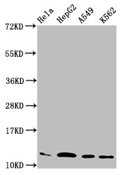 HIST1H4I Antibody - Positive Western Blot detected in Hela whole cell lysate, HepG2 whole cell lysate, A549 whole cell lysate, K562 whole cell lysate. All lanes: HIST1H4A antibody at 2.2 µg/ml Secondary Goat polyclonal to rabbit IgG at 1/50000 dilution. Predicted band size: 12 KDa. Observed band size: 12 KDa