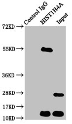HIST1H4I Antibody - Immunoprecipitating HIST1H4A in HepG2 whole cell lysate Lane 1: Rabbit control IgG instead of HIST1H4A (Ab-12) Antibody in HepG2 whole cell lysate.For western blotting, a HRP-conjugated Protein G antibody was used as the secondary antibody (1/2000) Lane 2: HIST1H4A (Ab-12) Antibody (5µg) + HepG2 whole cell lysate (500µg) Lane 3: HepG2 whole cell lysate (20µg)