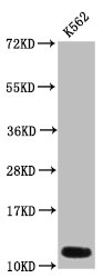 HIST1H4I Antibody - Positive Western Blot detected in K562 whole cell lysate(treated by 10mM disodium succinylate for 4h). All lanes: HIST1H4A antibody at 0.14 µg/ml Secondary Goat polyclonal to rabbit IgG at 1/50000 dilution. Predicted band size: 12 KDa. Observed band size: 12 KDa