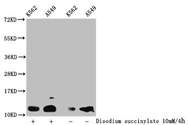 HIST1H4I Antibody - Western Blot Detected samples: K562 whole cell lysate, A549 whole cell lysate; Untreated (-) or treated (+) with 10mM disodium succinylate for 4h All lanes: HIST1H4A antibody at 1:100 Secondary Goat polyclonal to rabbit IgG at 1/50000 dilution Predicted band size: 12 kDa Observed band size: 12 kDa