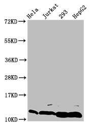 HIST1H4I Antibody - Positive Western Blot detected in Hela whole cell lysate, Jurkat whole cell lysate, 293 whole cell lysate, HepG2 whole cell lysate(treated with 30mM sodium butyrate for 4h). All lanes: HIST1H4A antibody at 0.14 µg/ml Secondary Goat polyclonal to rabbit IgG at 1/50000 dilution. Predicted band size: 12 KDa. Observed band size: 12 KDa