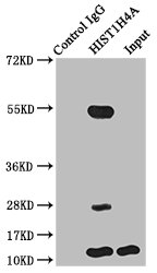 HIST1H4I Antibody - Immunoprecipitating HIST1H4A in HepG2 whole cell lysate (treated with 30mM sodium butyrate for 4h) Lane 1: Rabbit control IgG instead of Butyrly-HIST1H4A (K5) Antibody in HepG2 whole cell lysate (treated with 30mM sodium butyrate for 4h).For western blotting, a HRP-conjugated Protein G antibody was used as the secondary antibody (1/2000) Lane 2: Butyrly-HIST1H4A (K5) Antibody (5µg) + HepG2 whole cell lysate (treated with 30mM sodium butyrate for 4h) 500µg) Lane 3: HepG2 whole cell lysate (treated with 30mM sodium butyrate for 4h) (20µg)