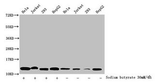 HIST1H4I Antibody - Western Blot Detected samples: Hela whole cell lysate, Jurkat whole cell lysate, 293 whole cell lysate, HepG2 whole cell lysate; Untreated (-) or treated (+) with 30mM sodium butyrate for 4h All lanes: HIST1H4A antibody at 1:1000 Secondary Goat polyclonal to rabbit IgG at 1/40000 dilution Predicted band size: 12 kDa Observed band size: 12 kDa
