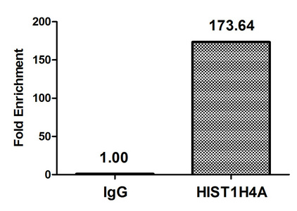 HIST1H4I Antibody - Chromatin Immunoprecipitation Hela (4*10E6, treated with 30mM sodium butyrate for 4h) were treated with Micrococcal Nuclease, sonicated, and immunoprecipitated with 5µg anti-HIST1H4A (Butyrly-HIST1H4A (K5) Antibody) or a control normal rabbit IgG. The resulting ChIP DNA was quantified using real-time PCR with primers against the ß-Globin promoter.