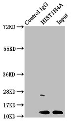 HIST1H4I Antibody - Immunoprecipitating HIST1H4A in HepG2 whole cell lysate Lane 1: Rabbit control IgG instead of HIST1H4A (Ab-5) Antibody in HepG2 whole cell lysate.For western blotting, a HRP-conjugated Protein G antibody was used as the secondary antibody (1/2000) Lane 2: HIST1H4A (Ab-5) Antibody (2µg) + HepG2 whole cell lysate (500µg) Lane 3: HepG2 whole cell lysate (20µg)