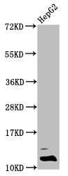 HIST1H4I Antibody - Positive Western Blot detected in HepG2 whole cell lysate(treated with 30mM sodium butyrate for 4h). All lanes: HIST1H4A antibody at 0.5 µg/ml Secondary Goat polyclonal to rabbit IgG at 1/50000 dilution. Predicted band size: 12 KDa. Observed band size: 12 KDa