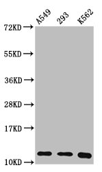HIST1H4I Antibody - Positive Western Blot detected in A549 whole cell lysate, 293 whole cell lysate, K562 whole cell lysate. All lanes: HIST1H4A antibody at 0.36 µg/ml Secondary Goat polyclonal to rabbit IgG at 1/50000 dilution. Predicted band size: 12 KDa. Observed band size: 12 KDa