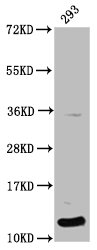 HIST1H4I Antibody - Positive Western Blot detected in 293 whole cell lysate(treated by 30mM sodium butyrate for 4h). All lanes: HIST1H4A antibody at 1.2 µg/ml Secondary Goat polyclonal to rabbit IgG at 1/50000 dilution. Predicted band size: 12 KDa. Observed band size: 12 KDa