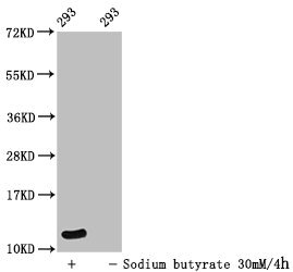 HIST1H4I Antibody - Western Blot Detected sample: 293 whole cell lysate; Untreated (-) or treated (+) with 30mM sodium butyrate for 4h All lanes: HIST1H4A antibody at 1:100 Secondary Goat polyclonal to rabbit IgG at 1/50000 dilution Predicted band size: 12 kDa Observed band size: 12 kDa