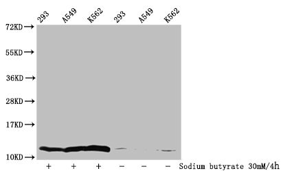 HIST1H4I Antibody - Western Blot Detected samples: 293 whole cell lysate, A549 whole cell lysate, K562 whole cell lysate; Untreated (-) or treated (+) with 30mM sodium butyrate for 4h All lanes: HIST1H4A antibody at 1:100 Secondary Goat polyclonal to rabbit IgG at 1/50000 dilution Predicted band size: 12 kDa Observed band size: 12 kDa