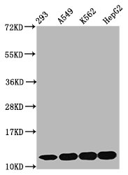 HIST1H4I Antibody - Western Blot Positive WB detected in: 293 whole cell lysate, A549 whole cell lysate, K562 whole cell lysate, HepG2 whole cell lysate(all treated with 30mM sodium butyrate for 4h) All Lanes: HIST1H4A antibody at 2µg/ml Secondary Goat polyclonal to rabbit IgG at 1/50000 dilution Predicted band size: 12 KDa Observed band size: 12 KDa