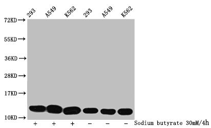 HIST1H4I Antibody - Western Blot Detected samples: 293 whole cell lysate, A549 whole cell lysate, K562 whole cell lysate; Untreated (-) or treated (+) with 30mM sodium butyrate for 4h All lanes: HIST1H4A antibody at 1:500 Secondary Goat polyclonal to rabbit IgG at 1/40000 dilution Predicted band size: 12 kDa Observed band size: 12 kDa