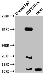 HIST1H4I Antibody - Immunoprecipitating HIST1H4A in HepG2 whole cell lysate (treated with 30mM sodium butyrate for 4h) Lane 1: Rabbit control IgG instead of 2-hydroxyisobutyryl-HIST1H4A (K16) Antibody in HepG2 whole cell lysate (treated with 30mM sodium butyrate for 4h).For western blotting, a HRP-conjugated Protein G antibody was used as the secondary antibody (1/2000) Lane 2: 2-hydroxyisobutyryl-HIST1H4A (K16) Antibody (5µg) + HepG2 whole cell lysate (treated with 30mM sodium butyrate for 4h) 500µg) Lane 3: HepG2 whole cell lysate (treated with 30mM sodium butyrate for 4h) (20µg)