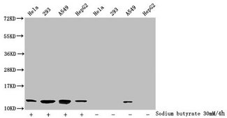 HIST1H4I Antibody - Western Blot Detected samples: Hela whole cell lysate, 293 whole cell lysate, A549 whole cell lysate, HepG2 whole cell lysate; Untreated (-) or treated (+) with 30mM sodium butyrate for 4h All lanes: HIST1H4A antibody at 1:2000 Secondary Goat polyclonal to rabbit IgG at 1/40000 dilution Predicted band size: 12 kDa Observed band size: 12 kDa