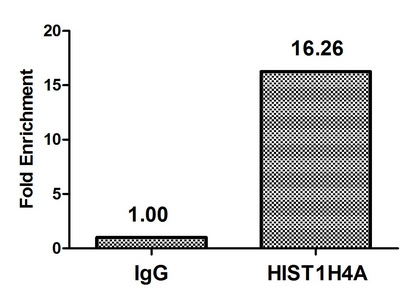 HIST1H4I Antibody - Chromatin Immunoprecipitation Hela (4*10E6, treated with 30mM sodium butyrate for 4h) were treated with Benzanase, sonicated, and immunoprecipitated with 5µg anti-HIST1H4A (2-hydroxyisobutyryl-HIST1H4A (K16) Antibody) or a control normal rabbit IgG. The resulting ChIP DNA was quantified using real-time PCR with primers against the ß-Globin promoter.
