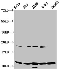 HIST1H4I Antibody - Western Blot Positive WB detected in: Hela whole cell lysate, 293 whole cell lysate, A549 whole cell lysate, K562 whole cell lysate, HepG2 whole cell lysate(all treated with 30mM sodium butyrate for 4h) All Lanes: HIST1H4A antibody at 1.4µg/ml Secondary Goat polyclonal to rabbit IgG at 1/50000 dilution Predicted band size: 12 KDa Observed band size: 12 KDa