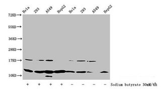 HIST1H4I Antibody - Western Blot Detected samples: Hela whole cell lysate, 293 whole cell lysate, A549 whole cell lysate, HepG2 whole cell lysate; Untreated (-) or treated (+) with 30mM sodium butyrate for 4h All lanes: HIST1H4A antibody at 1:100 Secondary Goat polyclonal to rabbit IgG at 1/50000 dilution Predicted band size: 12 kDa Observed band size: 12 kDa
