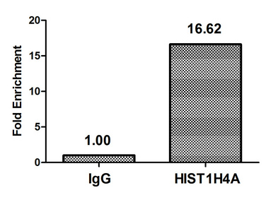 HIST1H4I Antibody - Chromatin Immunoprecipitation Hela (10E6, treated with 30mM sodium butyrate for 4h) were treated with Micrococcal Nuclease, sonicated, and immunoprecipitated with 5µg anti-HIST1H4A (Acetyl-HIST1H4A (K31) Antibody) or a control normal rabbit IgG. The resulting ChIP DNA was quantified using real-time PCR with primers against the ß-Globin promoter.