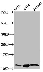 HIST1H4I Antibody - Western Blot Positive WB detected in: Hela whole cell lysate, A549 whole cell lysate, Jurkat whole cell lysate(all treated with 30mM sodium butyrate for 4h) All Lanes: HIST1H4A antibody at 1.48µg/ml Secondary Goat polyclonal to rabbit IgG at 1/50000 dilution Predicted band size: 12 KDa Observed band size: 12 KDa