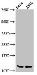 HIST1H4I Antibody - Western Blot Positive WB detected in: Hela whole cell lysate, A549 whole cell lysate(all treated with 30mM sodium butyrate for 4h) All Lanes: HIST1H4A antibody at 1.4µg/ml Secondary Goat polyclonal to rabbit IgG at 1/50000 dilution Predicted band size: 12 KDa Observed band size: 12 KDa