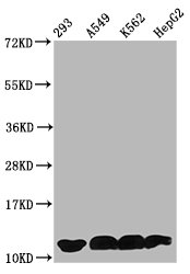 HIST1H4I Antibody - Western Blot Positive WB detected in: 293 whole cell lysate, A549 whole cell lysate, K562 whole cell lysate, HepG2 whole cell lysate All Lanes: HIST1H4A antibody at 1.7µg/ml Secondary Goat polyclonal to rabbit IgG at 1/50000 dilution Predicted band size: 12 KDa Observed band size: 12 KDa