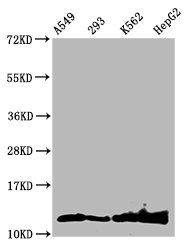 HIST1H4I Antibody - Western Blot Positive WB detected in: A549 whole cell lysate, 293 whole cell lysate, K562 whole cell lysate, HepG2 whole cell lysate(treated by 30mM sodium butyrate for 4h) All Lanes: HIST1H4A antibody at 1.55µg/ml Secondary Goat polyclonal to rabbit IgG at 1/50000 dilution Predicted band size: 12 KDa Observed band size: 12 KDa