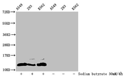 HIST1H4I Antibody - Western Blot Detected samples: A549 whole cell lysate, 293 whole cell lysate, K562 whole cell lysate; Untreated (-) or treated (+) with 30mM sodium butyrate for 4h All lanes: HIST1H4A antibody at 1:100 Secondary Goat polyclonal to rabbit IgG at 1/50000 dilution Predicted band size: 12 kDa Observed band size: 12 kDa