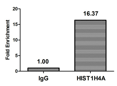 HIST1H4I Antibody - Chromatin Immunoprecipitation Hela (10E6, treated with 30mM sodium butyrate for 4h) were treated with Micrococcal Nuclease, sonicated, and immunoprecipitated with 5µg anti-HIST1H1C (Formyl-HIST1H4A (K77) Antibody) or a control normal rabbit IgG. The resulting ChIP DNA was quantified using real-time PCR with primers against the ß-Globin promoter.