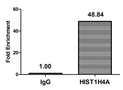 HIST1H4I Antibody - Chromatin Immunoprecipitation Hela (4*10E6) were treated with Micrococcal Nuclease, sonicated, and immunoprecipitated with 5µg anti-HIST1H4A (HIST1H4A (Ab-12) Antibody) or a control normal rabbit IgG. The resulting ChIP DNA was quantified using real-time PCR with primers against the ß-Globin promoter.