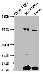 HIST1H4I Antibody - Immunoprecipitating HIST1H4A in Hela whole cell lysate Lane 1: Rabbit control IgG instead of HIST1H4A (Ab-12) Antibody in Hela whole cell lysate.For western blotting, a HRP-conjugated Protein G antibody was used as the secondary antibody (1/2000) Lane 2: HIST1H4A (Ab-12) Antibody (3µg) + Hela whole cell lysate (500µg) Lane 3: Hela whole cell lysate (20µg)