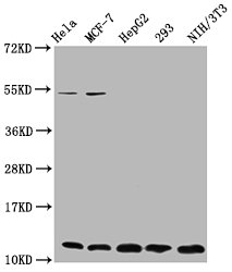 HIST1H4I Antibody - Western Blot Positive WB detected in: Hela whole cell lysate, MCF-7 whole cell lysate, HepG2 whole cell lysate, 293 whole cell lysate, NIH/3T3 whole cell lysate All lanes: HIST1H4A antibody at 0.33µg/ml Secondary Goat polyclonal to rabbit IgG at 1/50000 dilution Predicted band size: 12 kDa Observed band size: 12 kDa